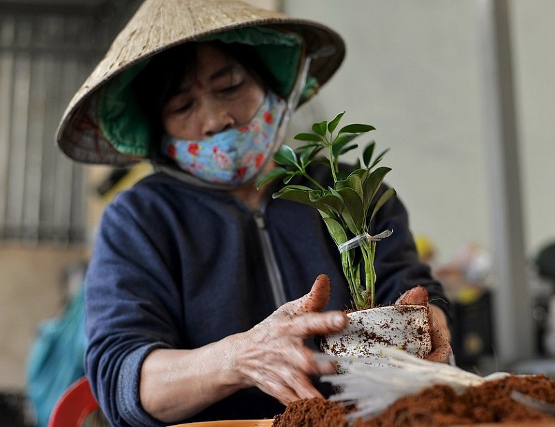 Ngoài việc cung ứng cây, hoa trang trí cho thị trường trong nước, gia đình bà Vũ Thị Thu cũng đạt được các hợp đồng xuất khẩu qua Campuchia, Singapore.  