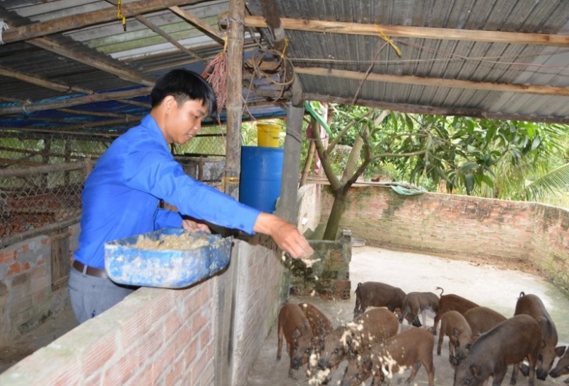 Anh Nguyễn Thành Đô chăm sóc đàn heo rừng