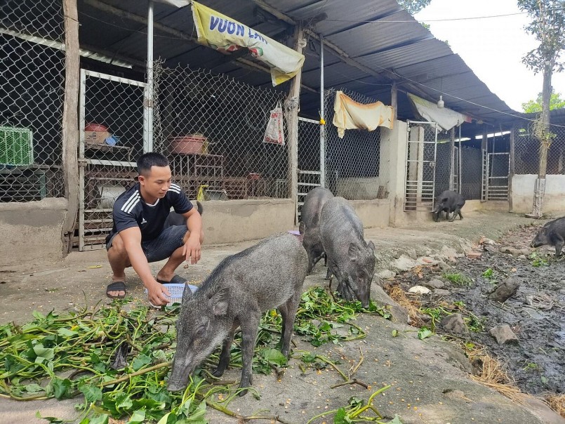 Anh Phạm Văn Khanh chăm sóc đàn lợn rừng thuần chủng của gia đình
