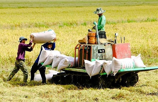 Việt Nam là cường quốc xuất khẩu gạo nhưng nông dân vẫn nghèo.