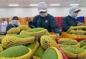 Trung Quốc ồ ạt thu mua, xuất khẩu rau quả của Việt Nam tăng vọt