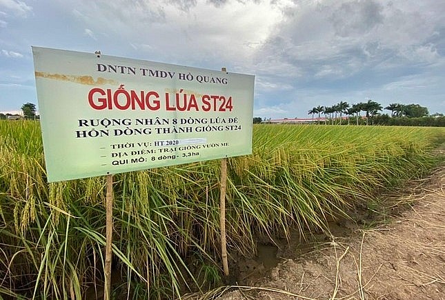 Cánh đồng lúa ST24 của DNTN Hồ Quang ở Việt Nam (ảnh: DN cung cấp).