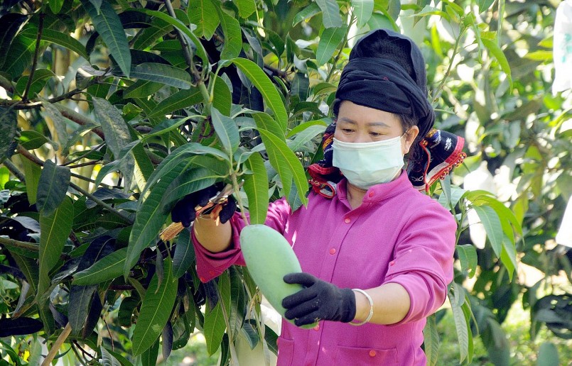 Xã viên Hợp tác xã nông nghiệp an toàn Chiềng Hặc, huyện Yên Châu, tỉnh Sơn La thu hoạch xoài để phục vụ xuất khẩu_Ảnh: TTXVN