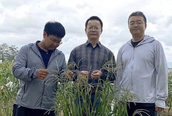 Nhóm nghiên cứu của nhà khoa học Wu Yongrui bên một ruộng ngô trồng thí điểm ở Tam Á, tỉnh Hải Nam. Ảnh: The Paper