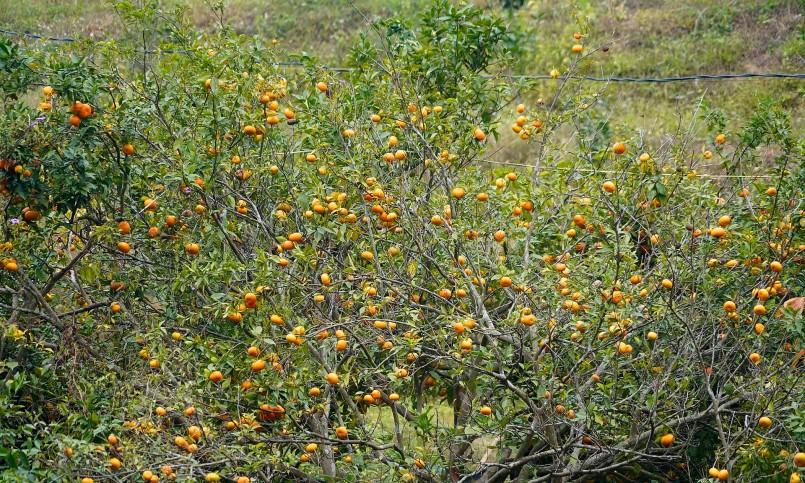 Gia đình nhà ông Hậu với hơn 10ha vườn trồng cam rất thu hút du khách.