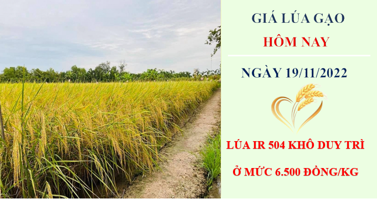Giá lúa gạo hôm nay 19/11/2022: Không xuất hiện điều chỉnh mới