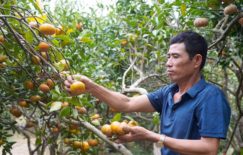 Ông Trần Văn Hậu, với kinh nghiệm nhiều năm trồng cam, nhận thấy mô hình hái cam tại vườn đem lại hiệu quả kinh tế.
