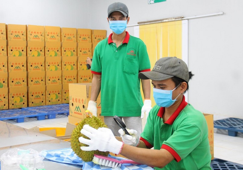 Sầu riêng xuất khẩu chính ngạch được kiểm tra kỹ lưỡng tại cơ sở đóng gói của Công ty Cổ phần thương mại dịch vụ Dũng Thái Sơn .