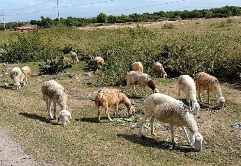 Đàn cừu ở Ninh Thuận đa phần chăn nuôi thả.