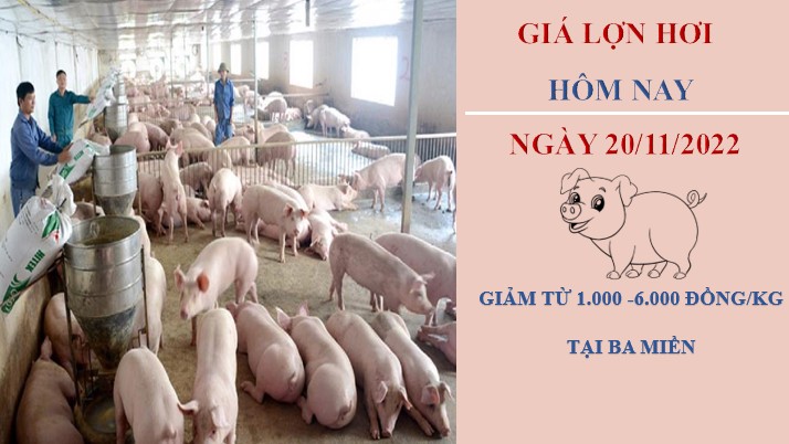 Giá heo hơi hôm nay 20/11/2022: Tiếp tục giảm trong tuần tới?