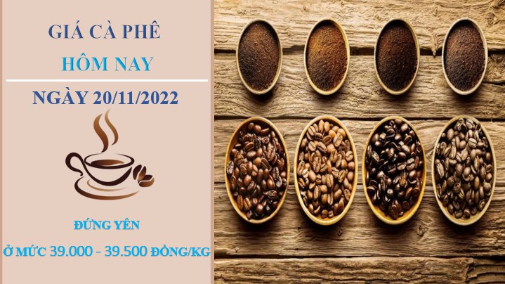 Giá cà phê hôm nay 20/11/2022: Không có điều chỉnh mới