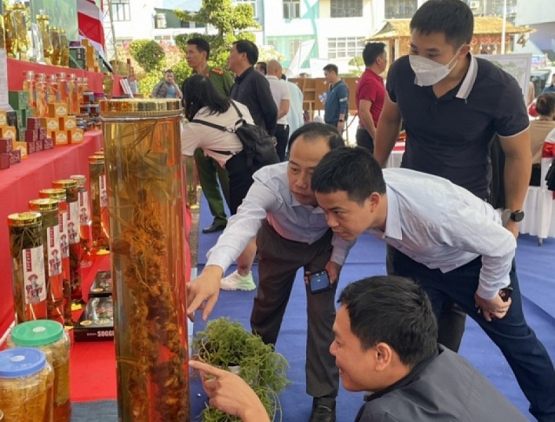 Tại hội chợ sâm Lai Châu, có những sản phẩm cây có tuổi đời lên tới gần 1 trăm năm và có giá trị từ vài trăm đến hàng tỷ đồng.