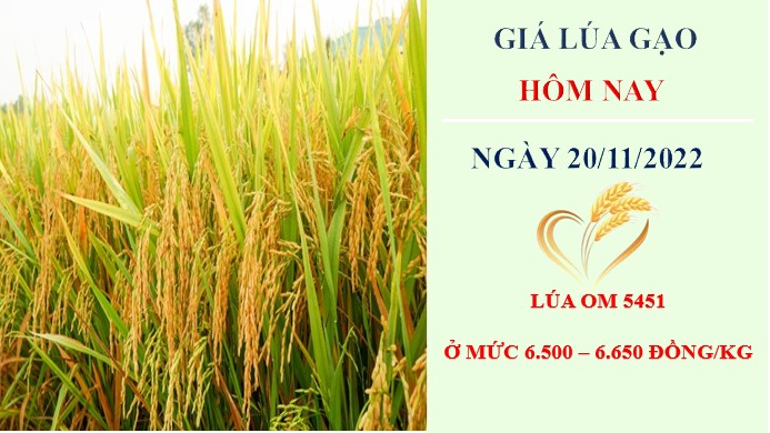 Giá lúa gạo hôm nay 20/11/2022: Tổng kết tuần giá lúa tăng, gạo giảm