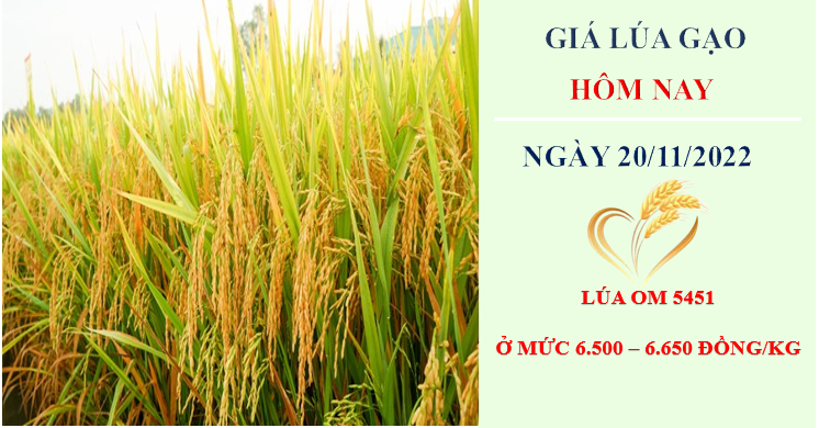 Giá lúa gạo hôm nay 20/11/2022: Tổng kết tuần giá lúa tăng, gạo giảm