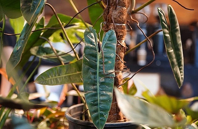 Philodendron billietiae, tên tiếng Việt là Hồng Hạc, có form lá dài, xẻ trái tim sâu ở cuống lá, nguồn gốc chủ yếu từ Brazil, Guyana và Guina thuộc Pháp (Ảnh: Viên Minh).