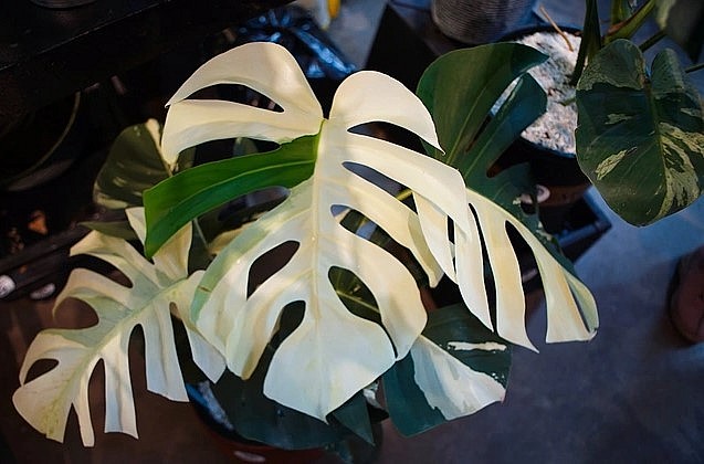Cây kiểng lá có tên Monstera deliciosa Mint variegated với màu trắng độc đáo (Ảnh: Viên Minh).
