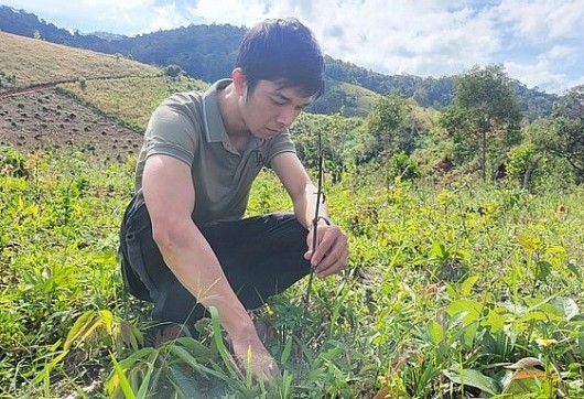 Rừng thông ba lá, sơn tra ở Kon Tum chết như ngả rạ, người dân thiếu vốn trồng