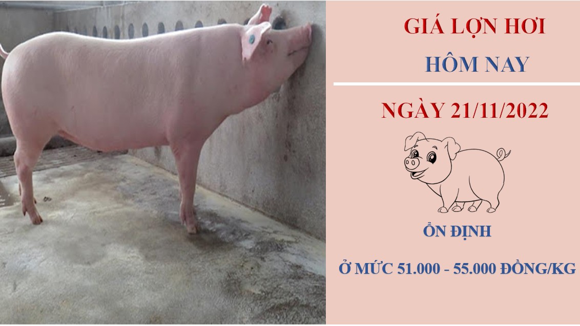 Giá heo hơi hôm nay 21/11/2022: Giữ ổn định, hộ chăn nuôi “chóng mặt” vì giá thất thường