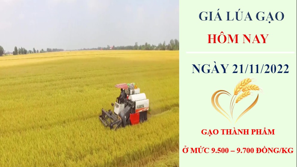 Giá lúa gạo hôm nay 21/11/2022: không có biến động mới