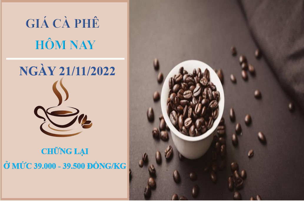 Giá cà phê hôm nay 21/11/2022: Tiếp tục đứng yên tại ba miền