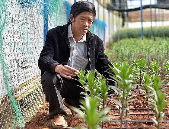 Để đảm bảo nguồn giống hoa ly phục vụ sản xuất vụ hoa Tết, các hộ dân ở Đà Lạt phải nhập củ giống từ các quốc gia như Chi Lê, Hà Lan, Trung Quốc từ nhiều tháng trước. Ảnh: Minh Hậu.
