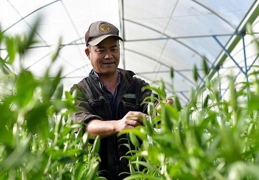 Hoa Đà Lạt vào vụ Tết dự kiến cung ứng gần 200 triệu cành, nhiều giống hoa giá tăng gấp đôi