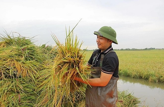 Mô hình lúa rươi sẽ mang lại những sản phẩm nông sản hữu cơ và đảm bảo chi phí thấp nhất có thể. Ảnh: TL.