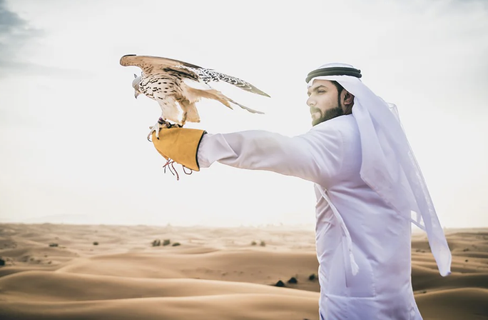 Chim ưng rất được ưa chuộng tại Qatar