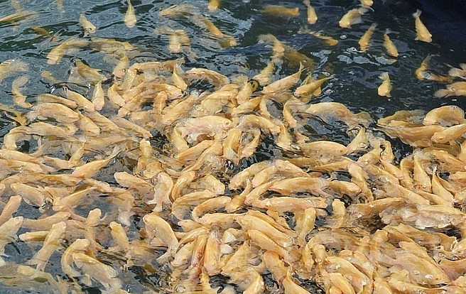 Liều lĩnh nuôi loài cá độc lạ, bé nhưng hung hãn, 9X ở Hậu Giang mỗi năm thu 600 triệu đồng