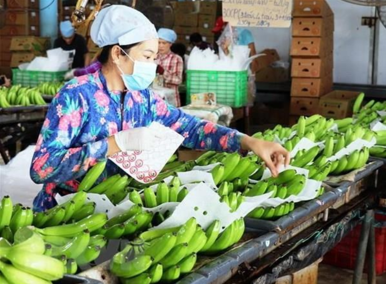 Trung Quốc tăng nhập khẩu quả chuối từ Việt Nam