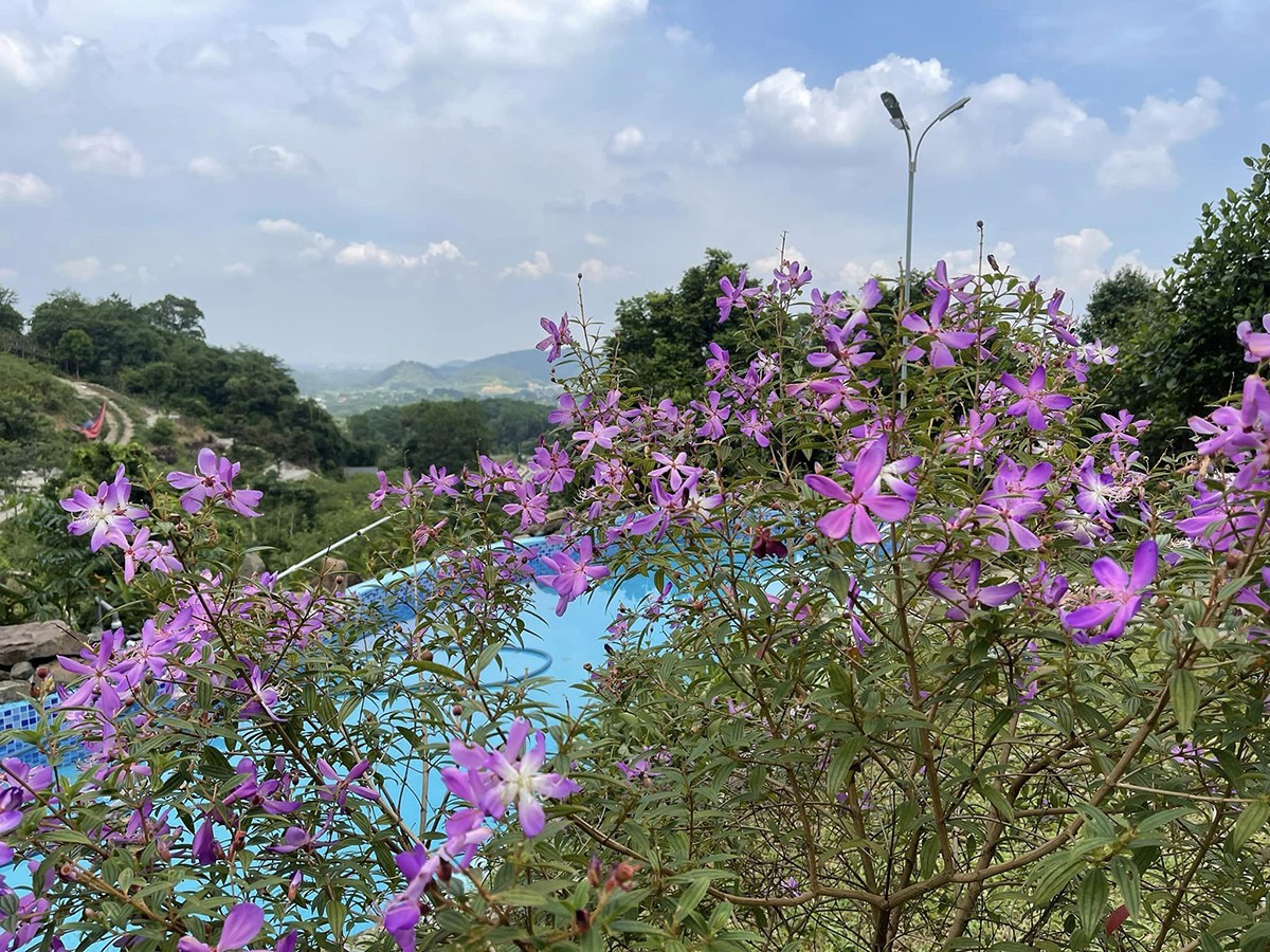 Khuôn viên nhà Việt Hoàn mỗi mùa nhuộm một màu hoa