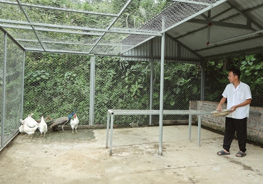 Mãn nhãn với trang trại 12.000 m2 của ca sĩ Việt Hoàn, chỉ cuốc đất, nuôi gà cũng có 50 triệu đồng/tháng