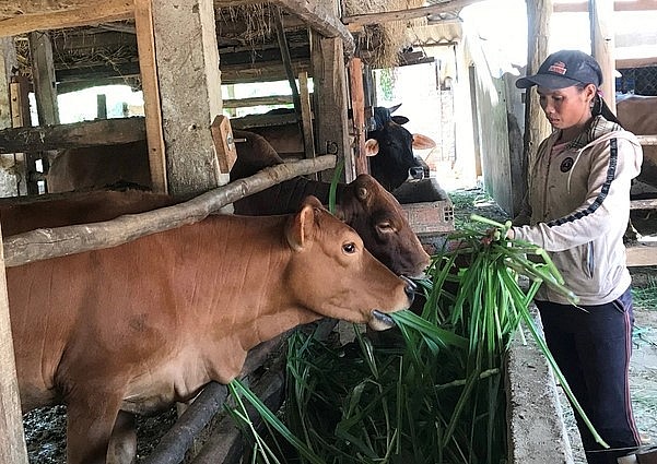 Bò lai chiếm tỷ lệ đến 89% trong tổng đàn bò ở Bình Định.