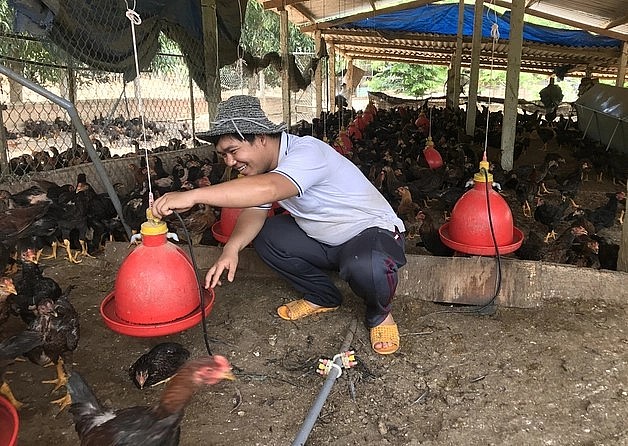 Trong thời gian tới, 5 huyện trung du, miền núi ở Bình Đinh sẽ phát triển mạnh chăn nuôi gà ta thả đồi.