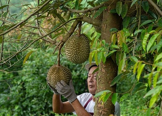 Điều khiến nông dân Thái Lan lo ngại trước sầu riêng Việt Nam xuất khẩu Trung Quốc