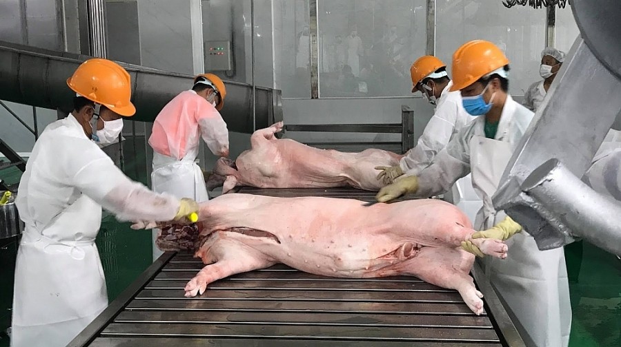 Giá heo sẽ tăng sau chỉ đạo của Phó Thủ tướng về vấn đề xuất khẩu thịt heo