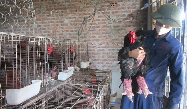 Nguyễn Văn Gắng, chủ trang trại nuôi gà chuyên đẻ ở Văn Lâm, Hưng Yên