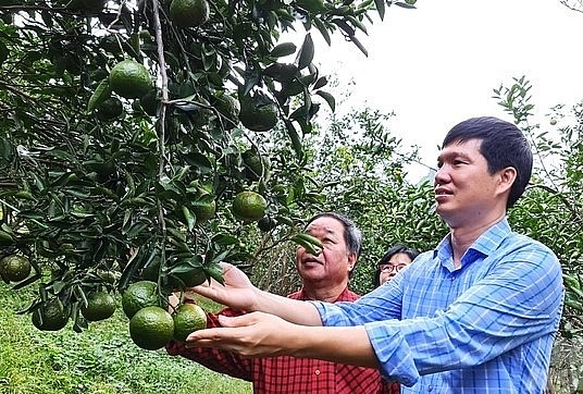 Trồng cam hữu cơ cho nhiều nhà vườn ở Hàm Yên lãi hơn 100 triệu đồng/năm. Ảnh: Đào Thanh.