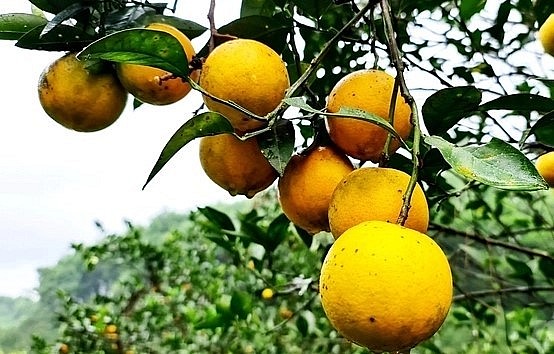 So với mô hình trồng cam thông thường, cam hữu cơ cho mã không đẹp bằng nhưng ngọt hơn và giá cao gấp đôi. Ảnh: Đào Thanh.
