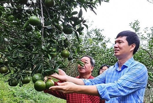 Điều gì giúp người trồng cam hữu cơ ở Tuyên Quang thu lãi hàng trăm triệu đồng/vụ