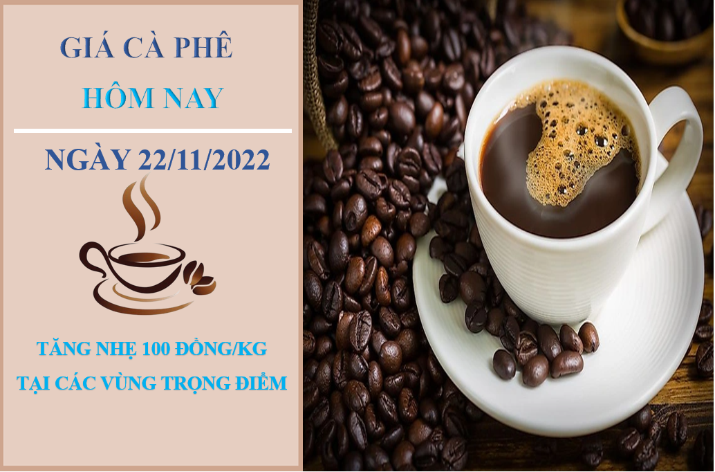 Giá cà phê hôm nay 22/11/2022: Đảo chiều tăng nhẹ 100 đồng/kg