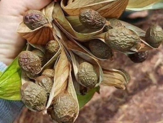 Kỳ lạ loài cây 60 tuổi mới ra quả, 4 năm cho quả một lần, 700.000 đồng/kg hạt có tiền cũng khó mua