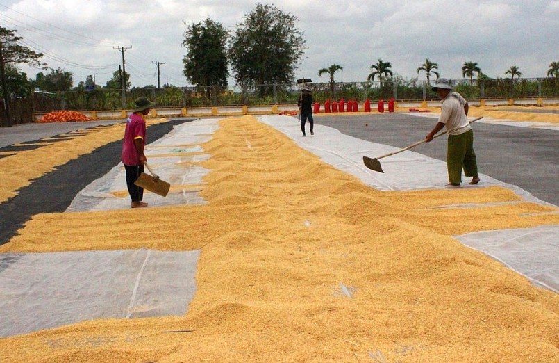 Năm 2022, vùng ĐBSCL sản xuất hơn 3,8 triệu ha lúa, năng suất đạt hơn 6,2 tấn/ha, sản lượng 23,7 triệu tấn.