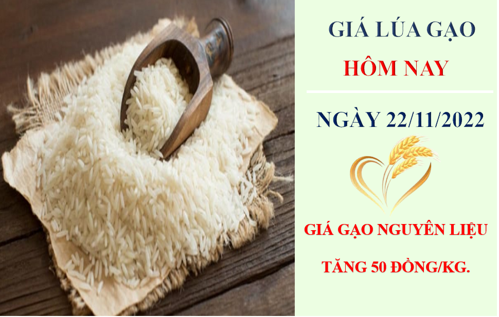Giá lúa gạo hôm nay 22/11/2022: Giá gạo nguyên liệu tăng trở lại