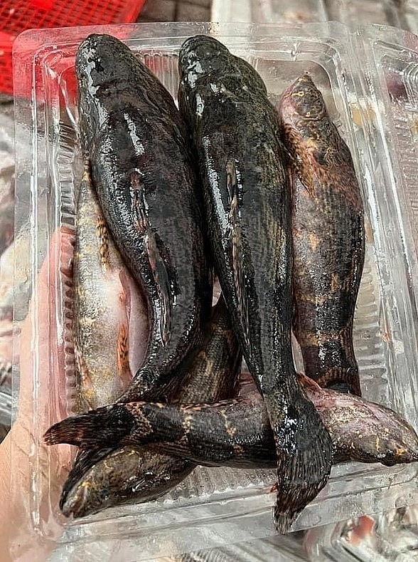 Theo chủ cửa hàng hải sản, cá bống tượng được xem là 1 trong 2 loại “vua cá nước ngọt” ở Cà Mau.
