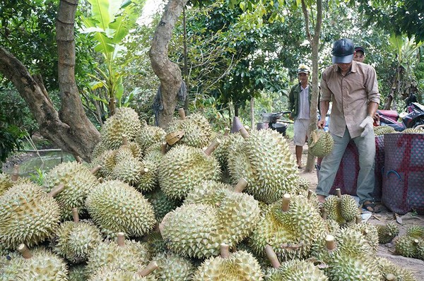 Sầu riêng ở Tiền Giang đang được thu mua tại vườn với giá trên dưới 80.000 đồng/kg