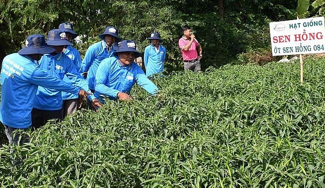 Mô hình trồng ớt trên đất lúa tại xã Bình Ninh, huyện Chợ Gạo (Tiền Giang). Ảnh: Minh Đảm.