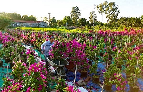 Người dân làng nghề cây cảnh, hoa giấy Phù Đổng chăm sóc vườn hoa giấy. 