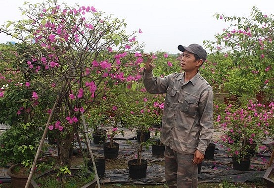 Mô hình trồng hoa giấy của anh Lê Thanh Cao ở xã Phù Đổng, huyện Gia Lâm, Hà Nội