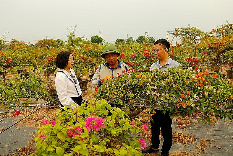 Du khách thăm vườn hoa giấy của gia đình ông Nguyễn Hồng Chương.